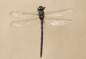 巨圓臀大蜓 巨圓臀大蜓