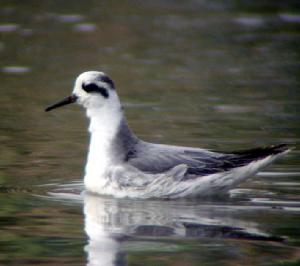 灰瓣蹼鷸 灰瓣蹼鷸