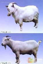 廣豐山羊 廣豐山羊