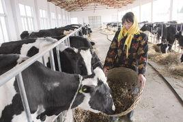 奶牛小區 奶牛小區