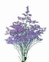 切花補血草 切花補血草