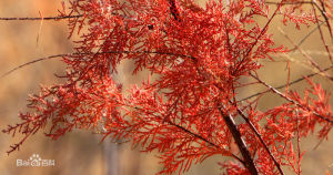 亞東毛柳 亞東毛柳