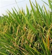 谷優航148 谷優航148