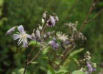 羽葉鐵線蓮 羽葉鐵線蓮