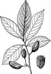 革葉木瓜紅 革葉木瓜紅