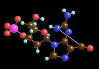溶黃嘌呤厄菌 溶黃嘌呤厄菌