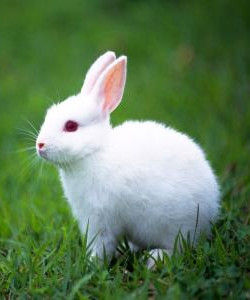 兔科動物