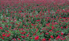 玫瑰[薔薇屬多種花卉的通稱]