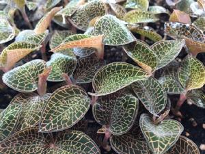 植物工廠里的金線蓮