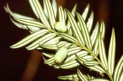 大武事業區台灣穗花杉自然保留區植物