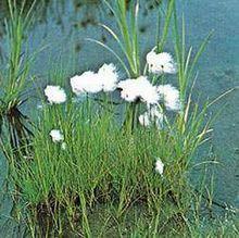羊鬍子草屬（Eriophorum）的棉草