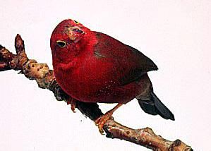 橙腹長吻松鼠南亞亞種