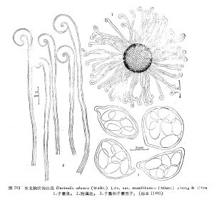 東北鉤狀鉤絲殼 東北鉤狀鉤絲殼