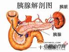 肝胰腺