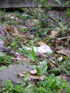 羽叉葉目 羽叉葉目