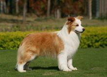 澳大利亞牧羊犬