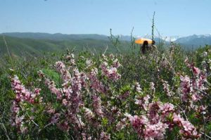 野巴旦杏自然保護區