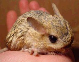 東方曉鼠 東方曉鼠