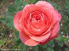 切花月季形態圖片