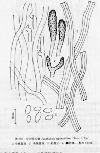 可分容氏菌 可分容氏菌