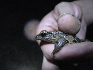 騰格里蛙 騰格里蛙