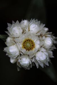 矮小四川香青 矮小四川香青