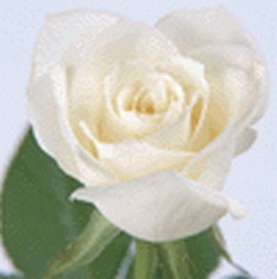 （圖）白玫瑰