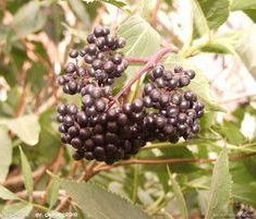 絨毛小果葡萄(變種) 絨毛小果葡萄(變種)