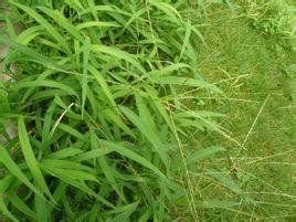 小花毛花雀稗 小花毛花雀稗