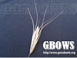 光穗鵝觀草 光穗鵝觀草