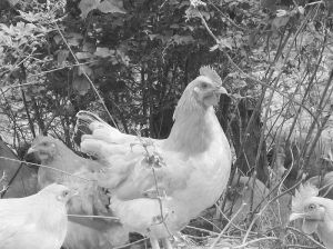 雞疏螺旋體病 雞疏螺旋體病