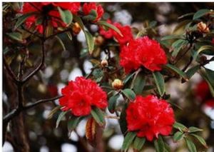 滇北紅山茶 滇北紅山茶