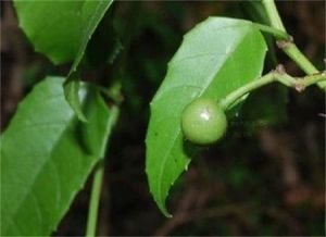 四棱白粉藤 四棱白粉藤