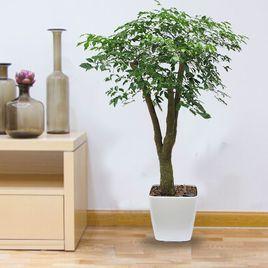 幸福樹[紫葳科植物]