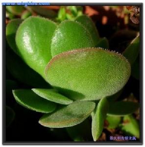 粉暈無心菜 粉暈無心菜