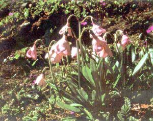 厚葉鍾報春 厚葉鍾報春