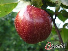 君睞紅梨 君睞紅梨