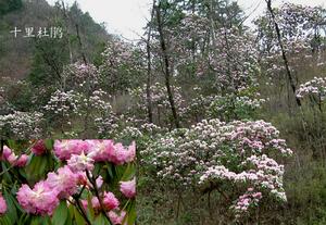 木王國家森林公園