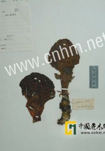 枝穗大黃 枝穗大黃