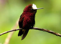 白頂蜂鳥 白頂蜂鳥