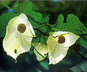 王朗自然保護區