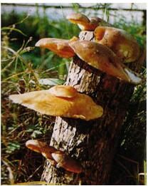 腎形亞側耳 腎形亞側耳