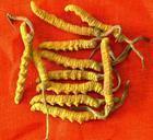 Cordyceps