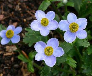 匙葉銀蓮花 匙葉銀蓮花