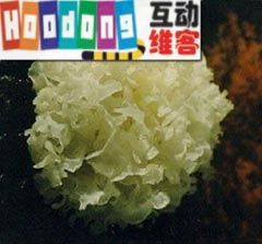 中華十大怪吃（2）