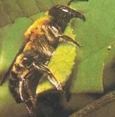 薔薇切葉蜂 薔薇切葉蜂