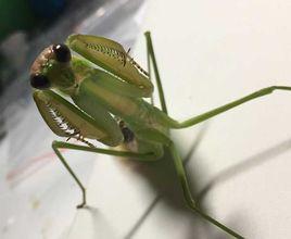 中華大刀螳 中華大刀螳