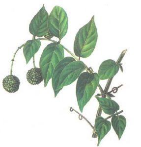 反射性軀體神經病