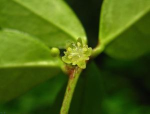 雀舌木族 雀舌木族