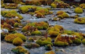 濕地蘚屬 濕地蘚屬